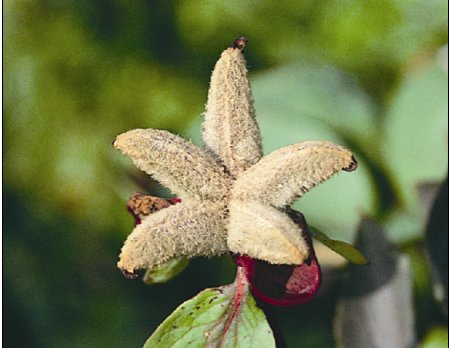 Diaporama