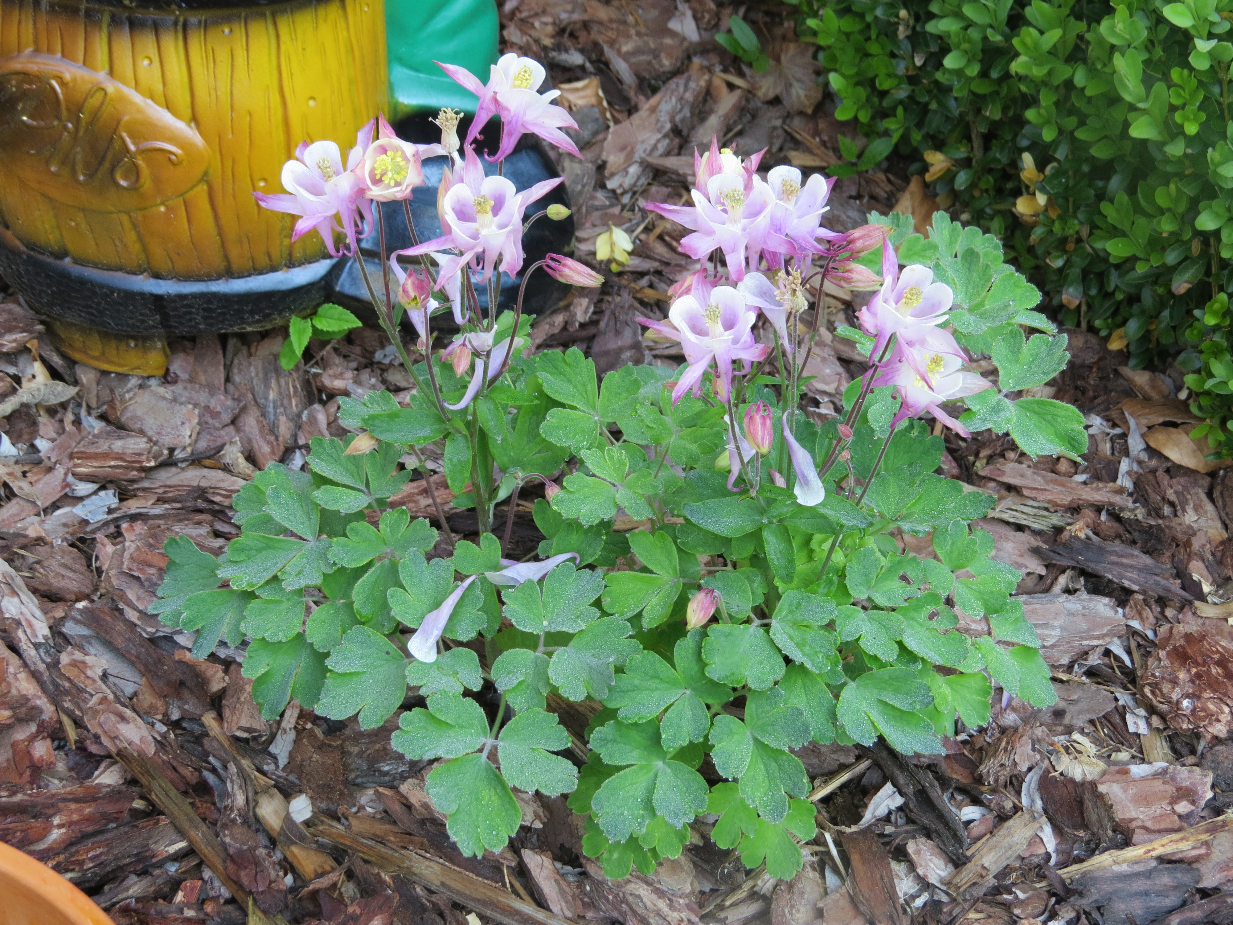 Aquilegia (granny's bonnet) at Bichlhäusl in Frankenfels, Austria