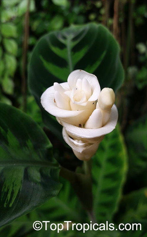 calathea