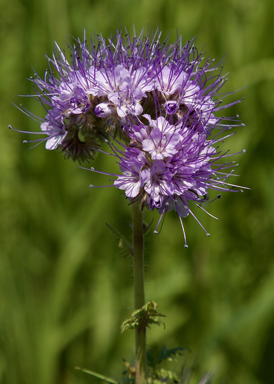 Fleurs de Phacélie en champ|