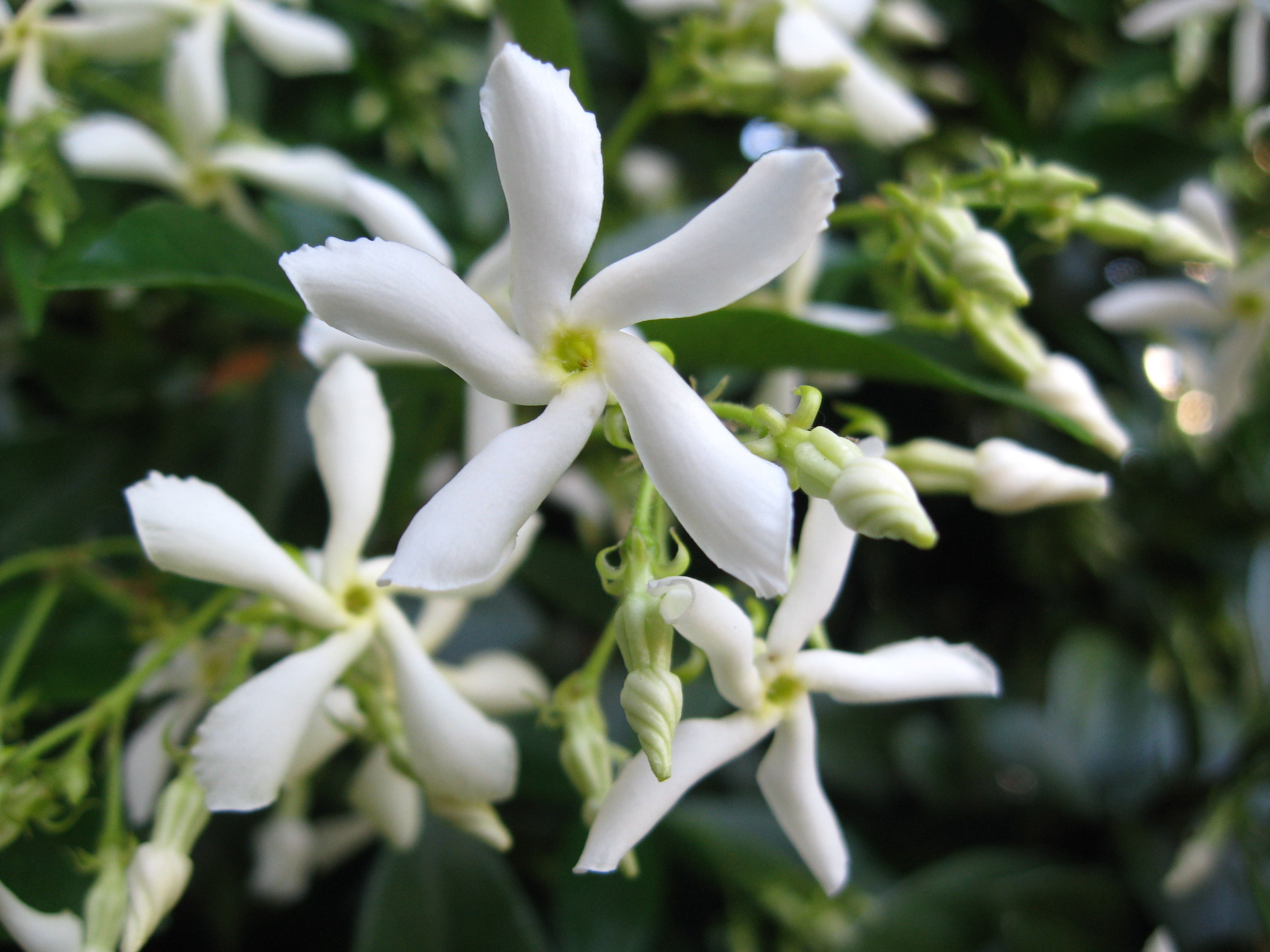 Fleurs blanches parfumées du Trachelospermum jasminoides|