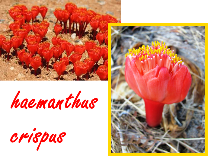 Haemanthus crispus, le lys-hérisson à la crinière ondulée