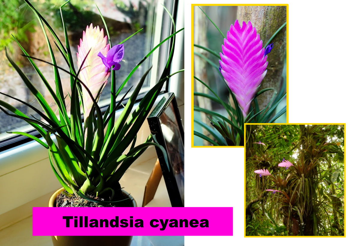 Tillandsia cyanea : la plante à épi rose et fleurs violettes (épi d'améthyste)