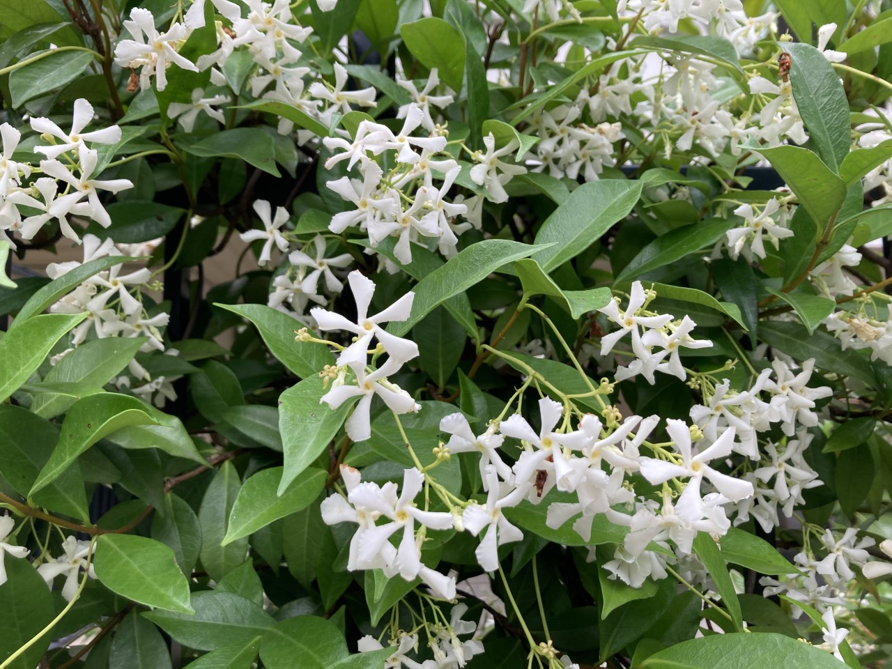 Trachelospermum jasminoides : Guide complet du Jasmin étoilé