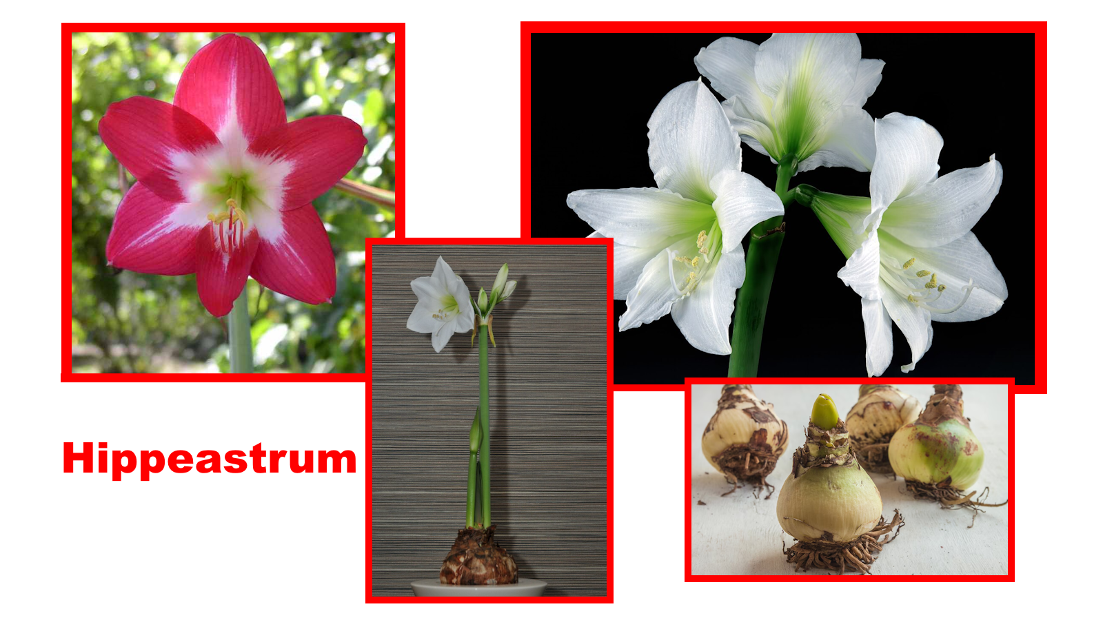 Amaryllis : la planter pour Noël et la faire refleurir l'année suivante