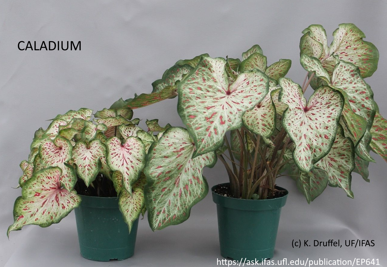 Caladium : guide de culture des feuilles tropicales colorées