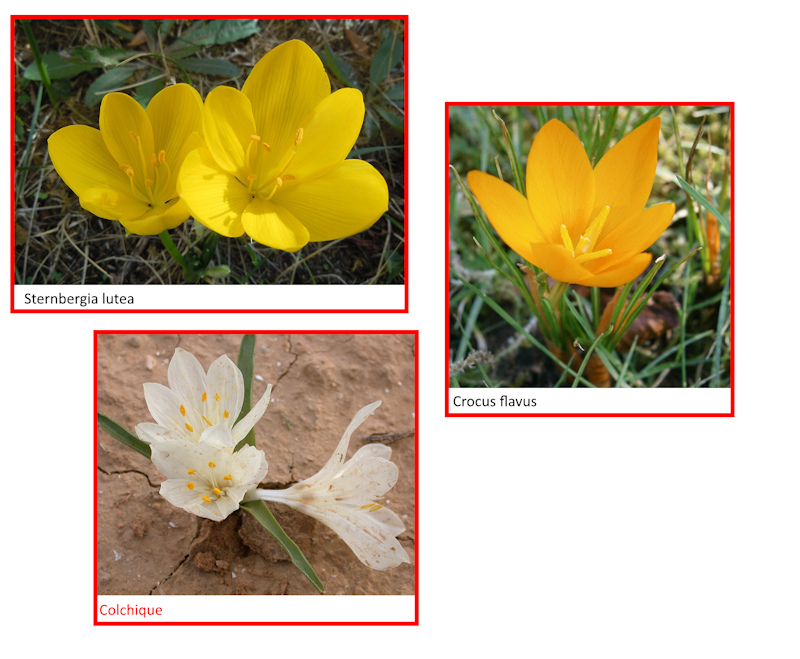 Crocus au printemps, colchique en automne, et l'intrus Sternbergia lutea