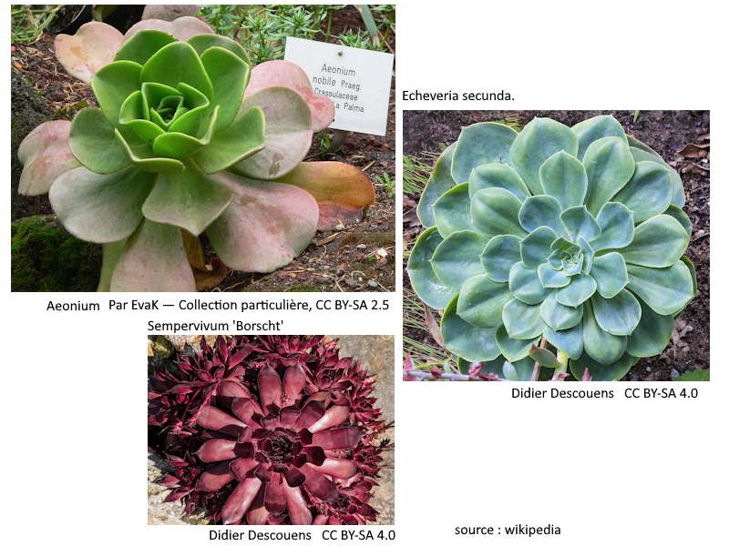 Echeveria, Aeonium et Joubarbe : trois stars des succulentes, comment les reconnaître et les cultiver ?