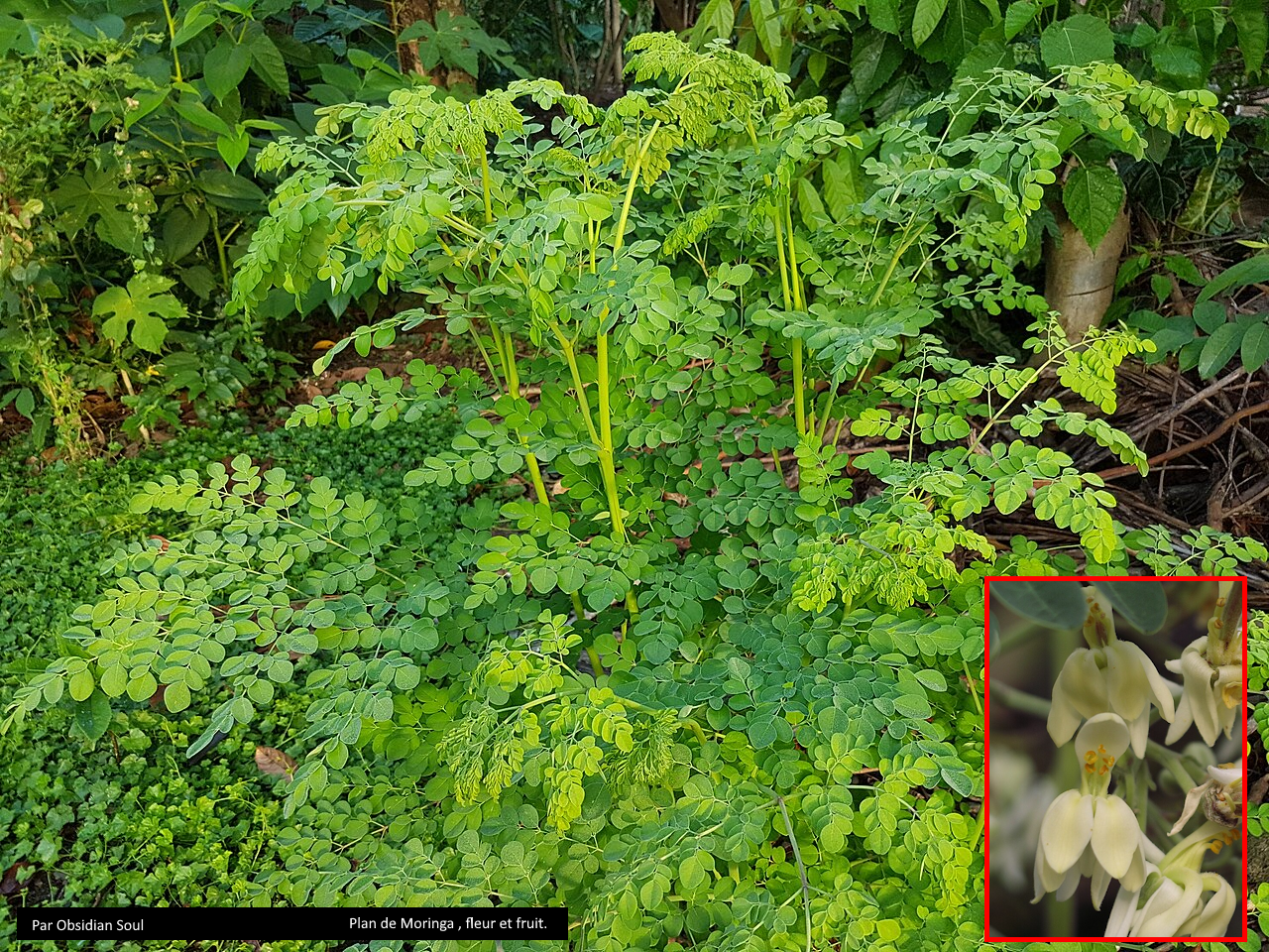 Moringa oleifera : connaître l’arbre aux multiples usages