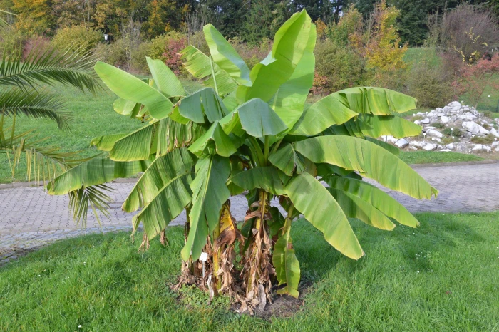 Musa : L'extraordinaire bananier, bien plus qu'un simple fruit
