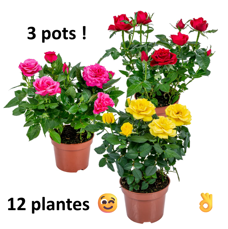 Des rosiers nains pas cher : opportunité ou mauvais choix ?
