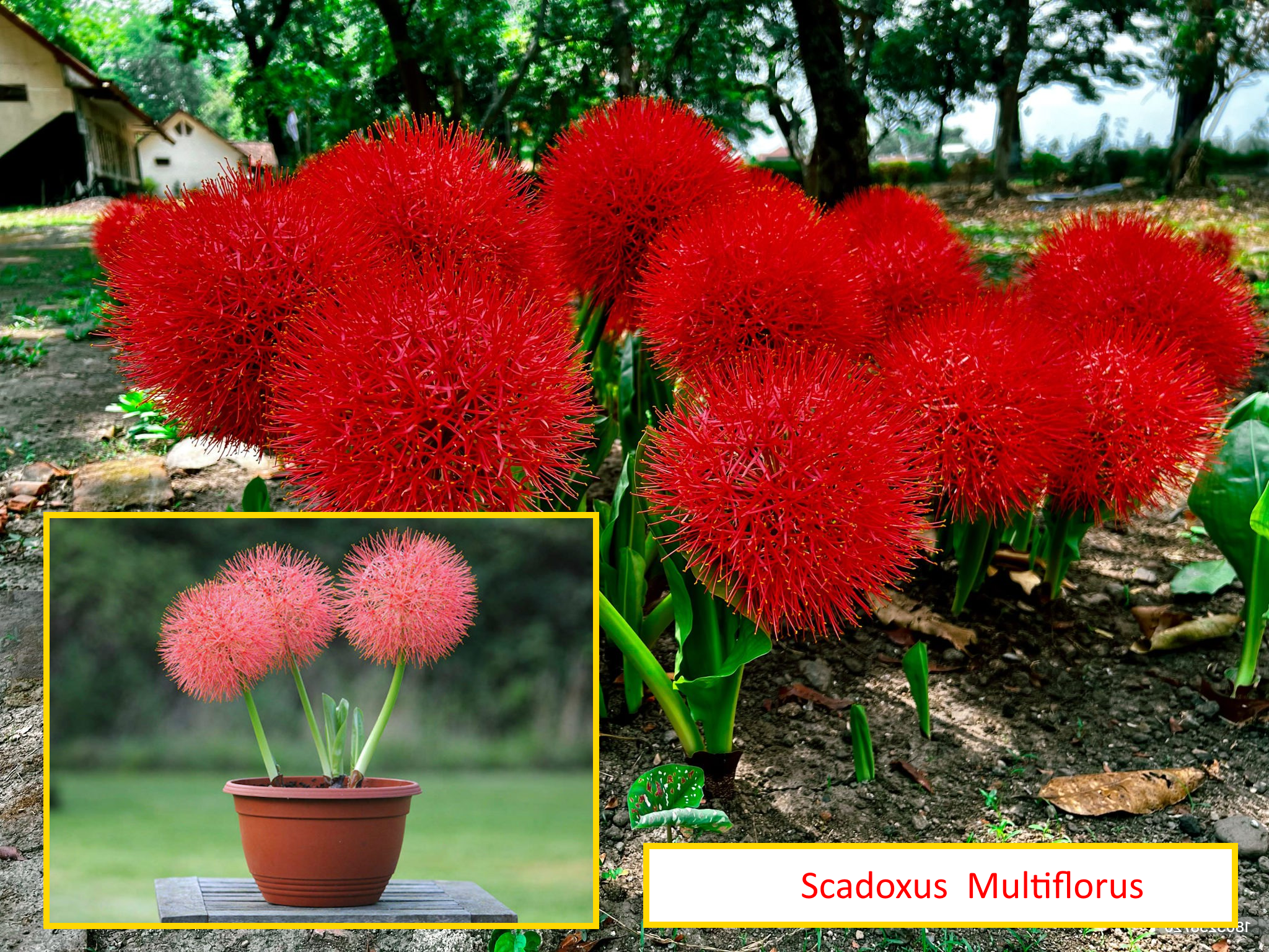 Scadoxus multiflorus, le lis sanguin : un feu d'artifice venu d'Afrique