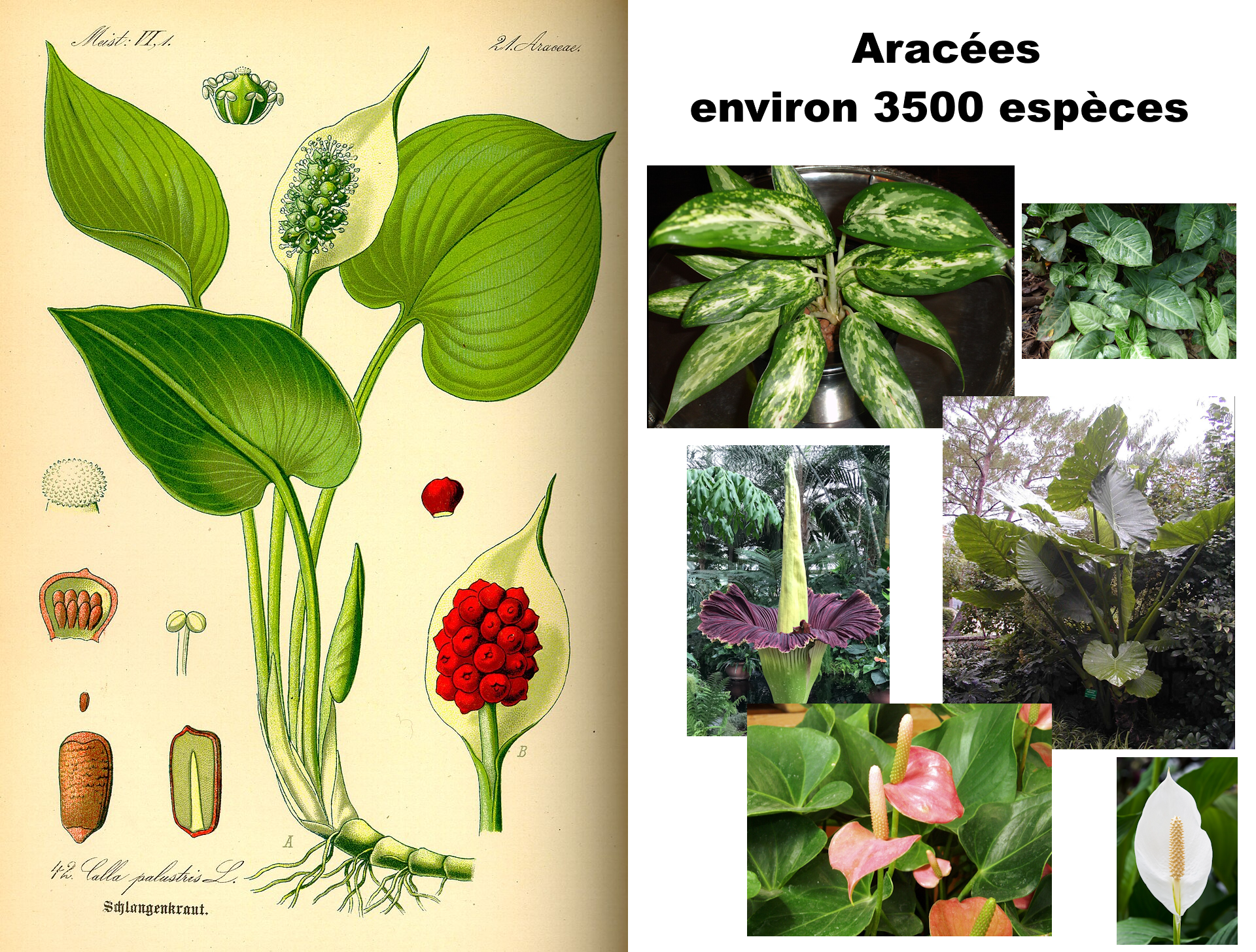 Top 10 des Araceae pour l'appartement : belles plantes et conseils d'entretien