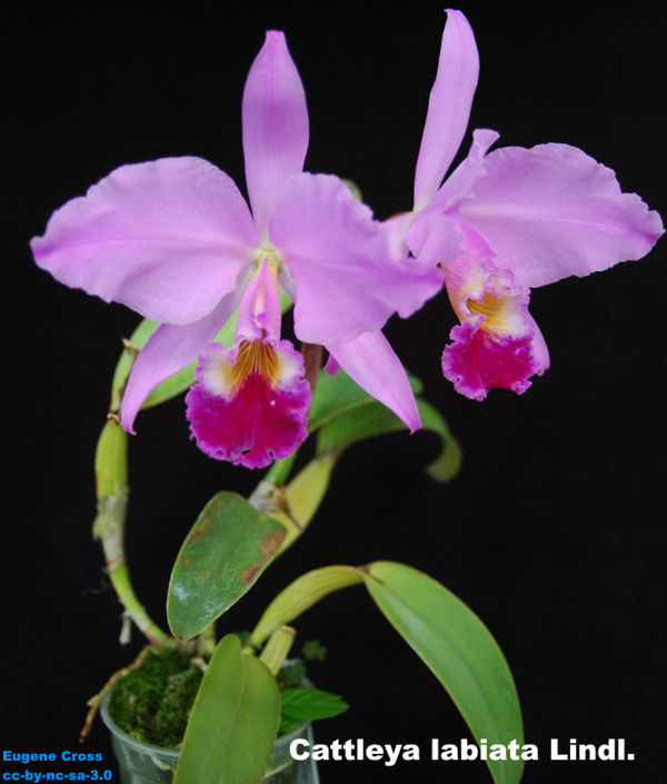 Cattleya in bloom