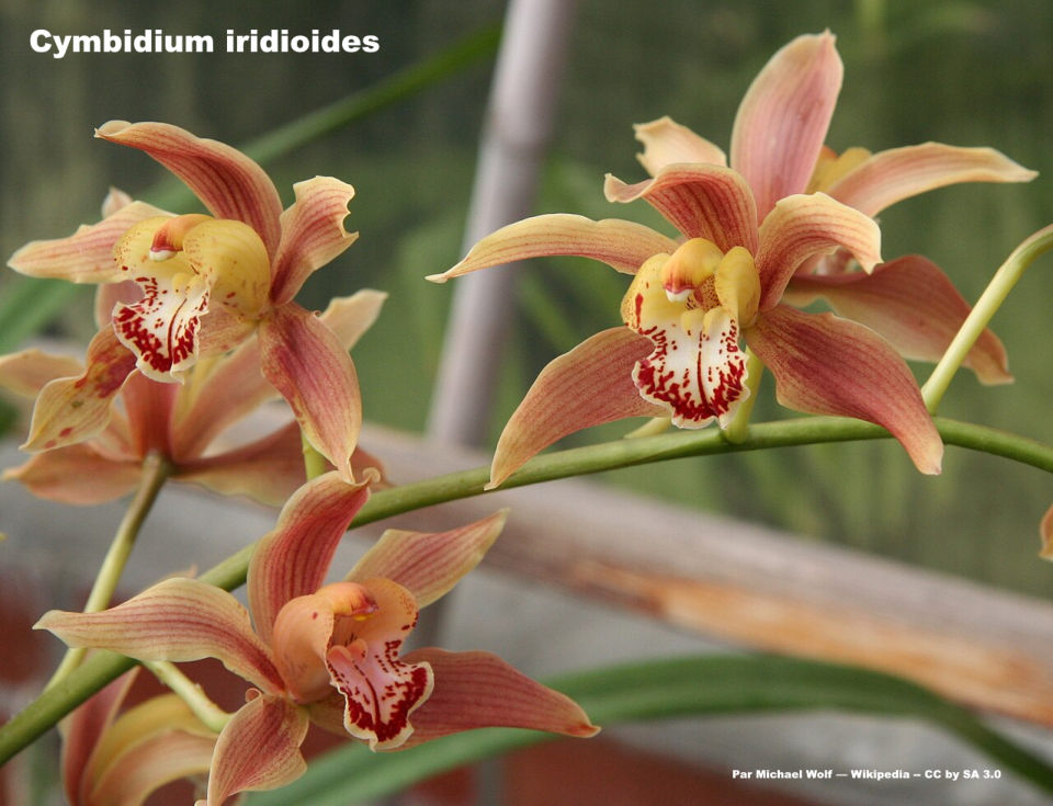Cymbidium in bloom