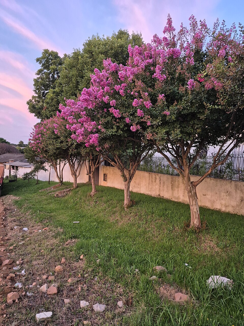 Lilas des Indes (from wikipedia)