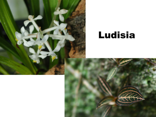 Ludisia in a pot