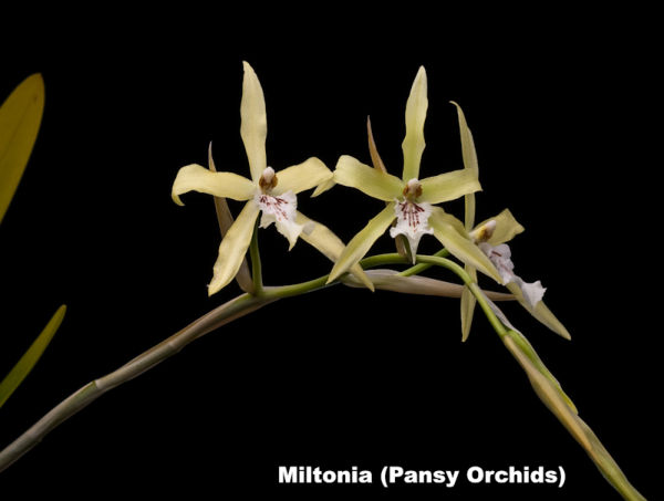 Miltonia in bloom
