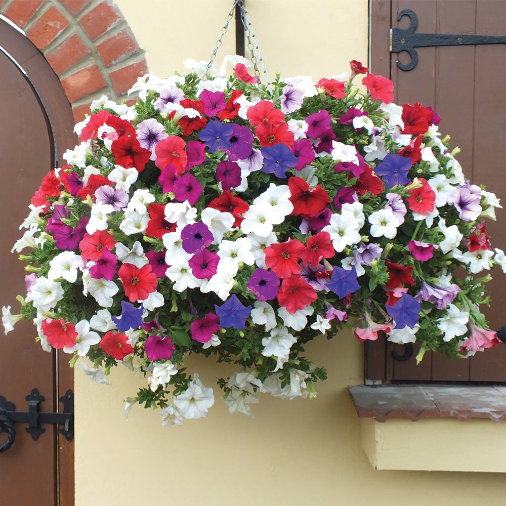 Diversité des couleurs de pétunias