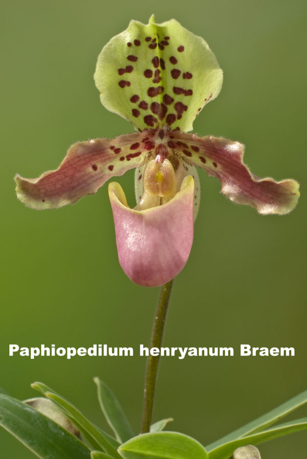 Paphiopedilum in bloom