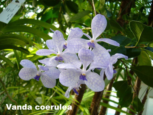 Vanda in bloom