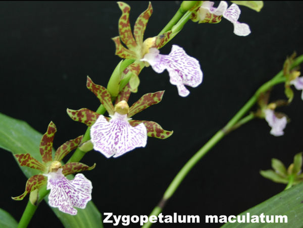Zygopetalum in bloom