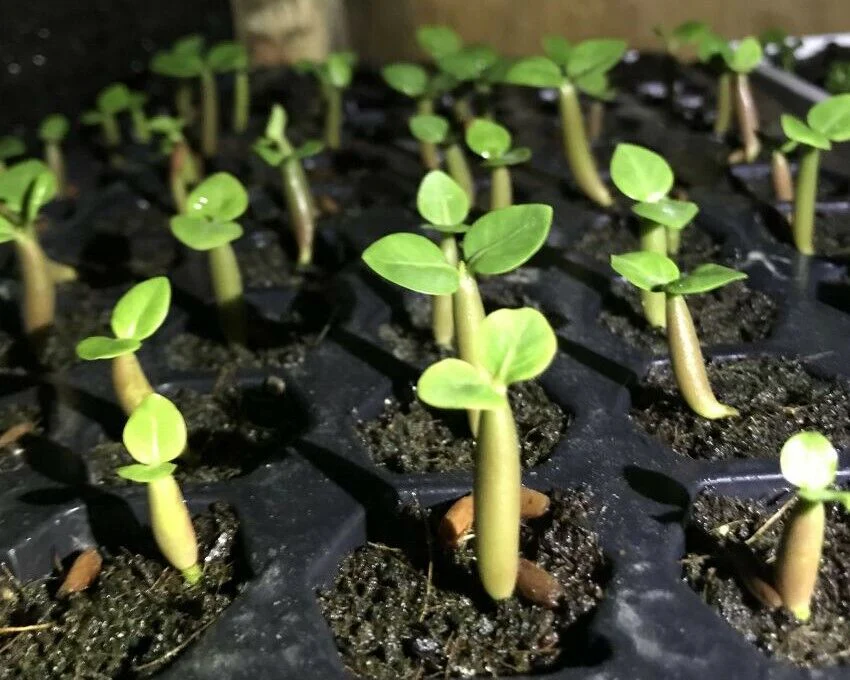 Jeunes plants d'Adenium obesum issus de graines