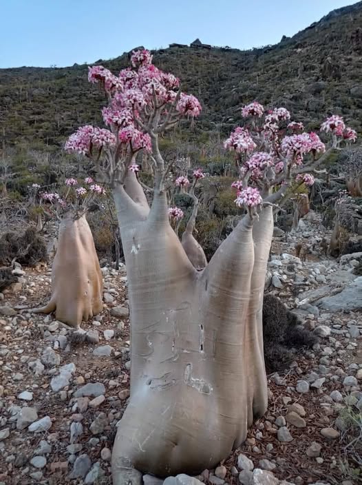 Adenium obesum dans son habitat naturel au Yémen