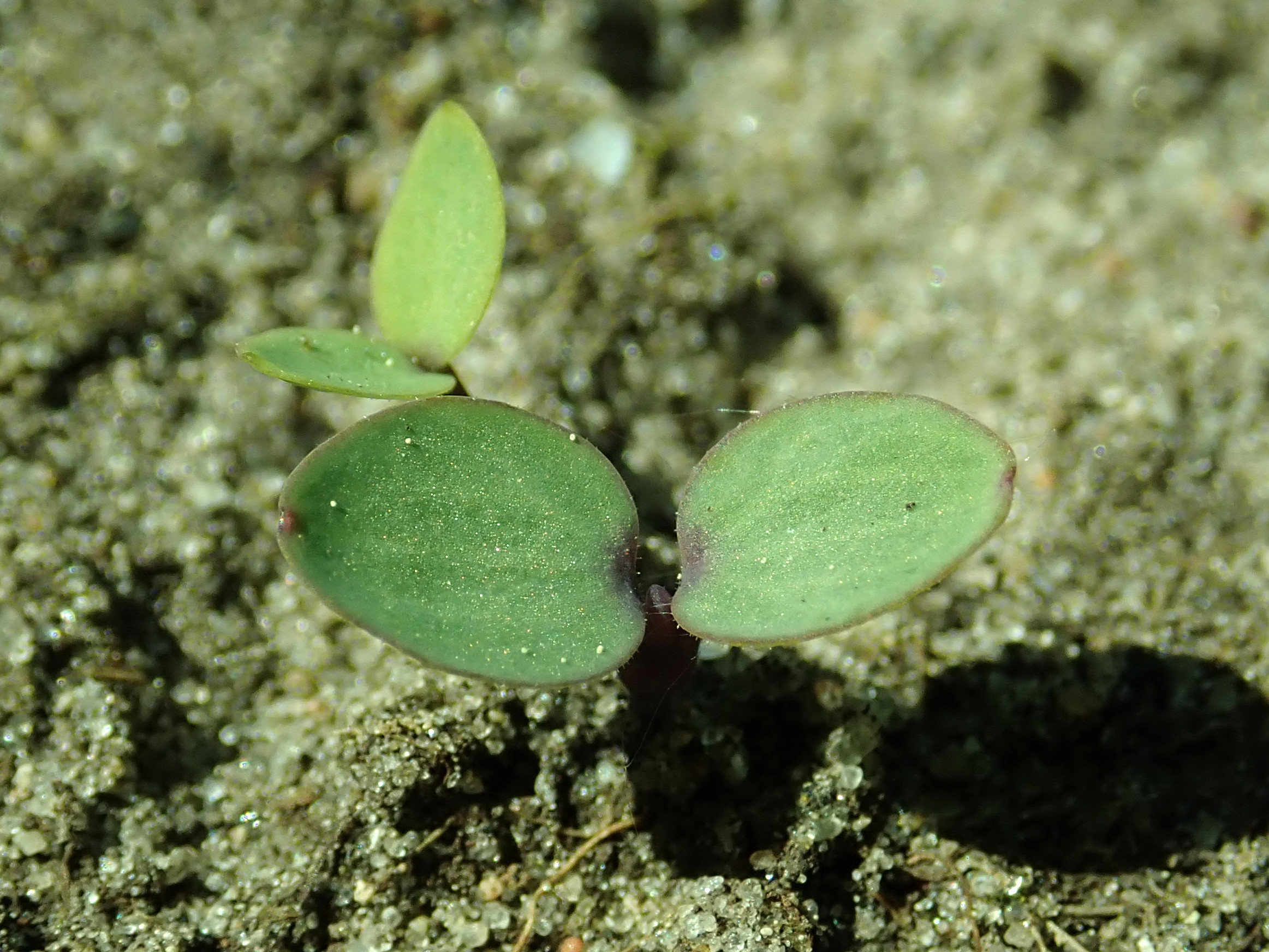 Aquilegia hybrid seedlings, allotment garden in Szczecin, West Pomeranian Voivod