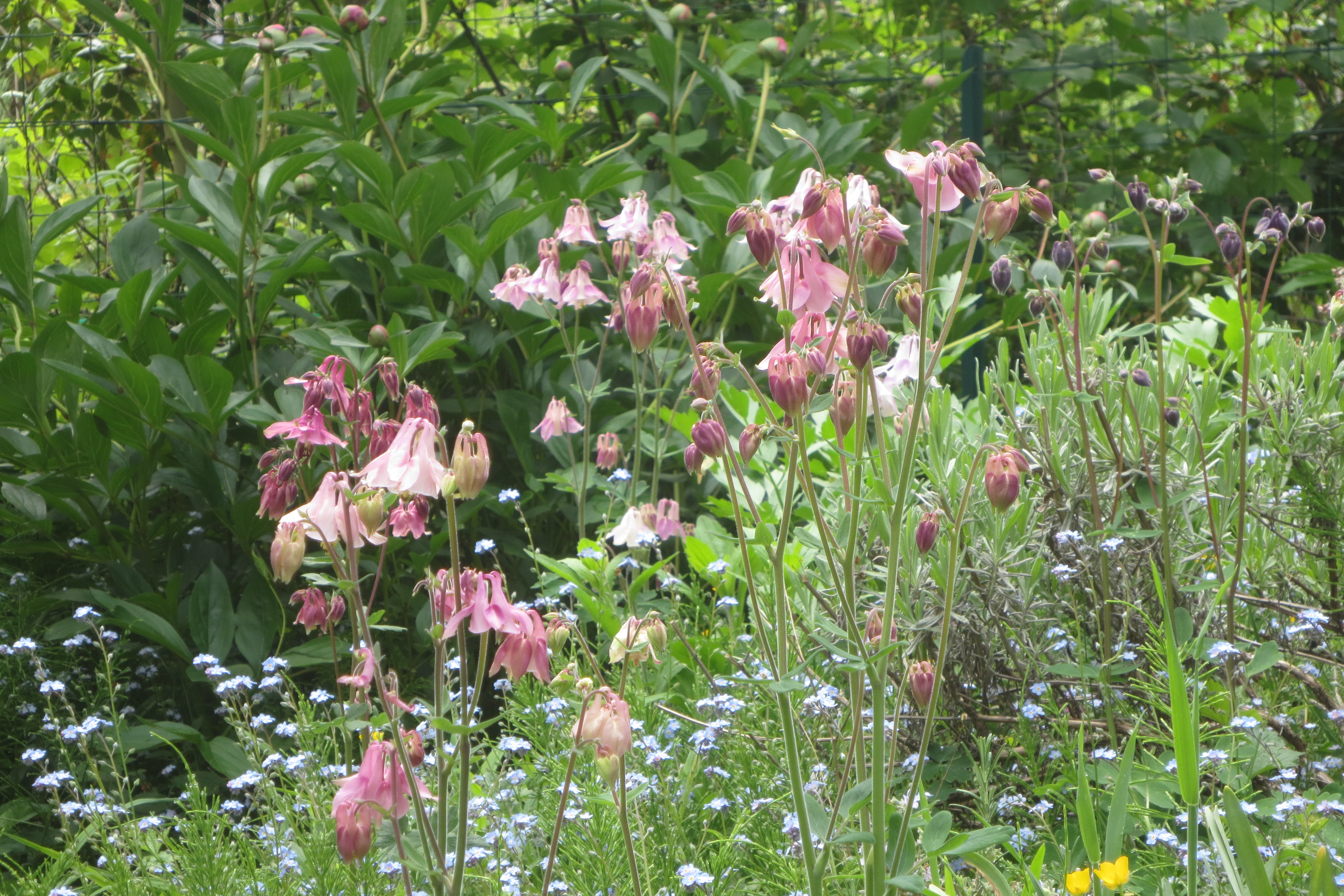 Ancolie des jardins
