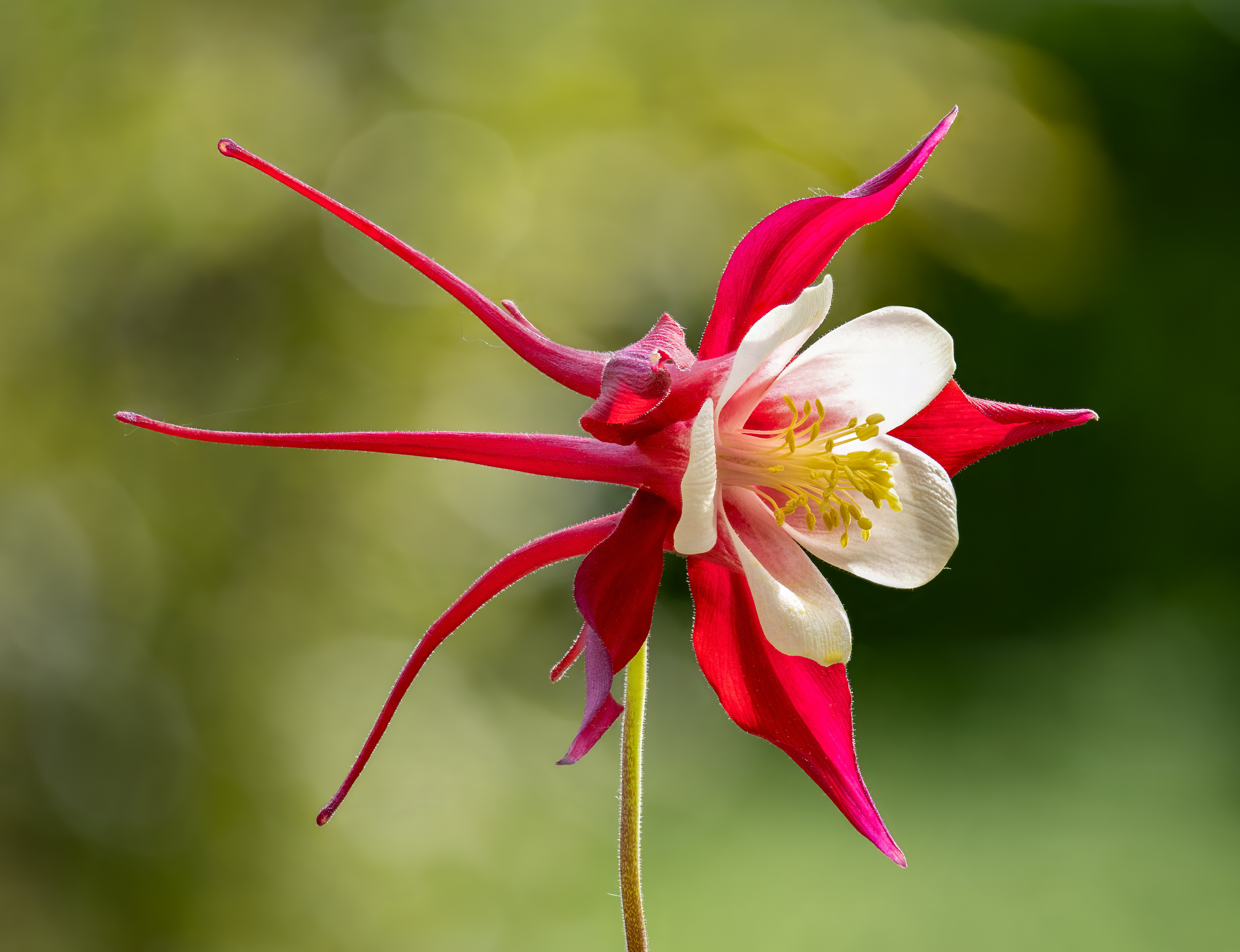 Columbine flower.Akelei Red Hobbit 17 frames