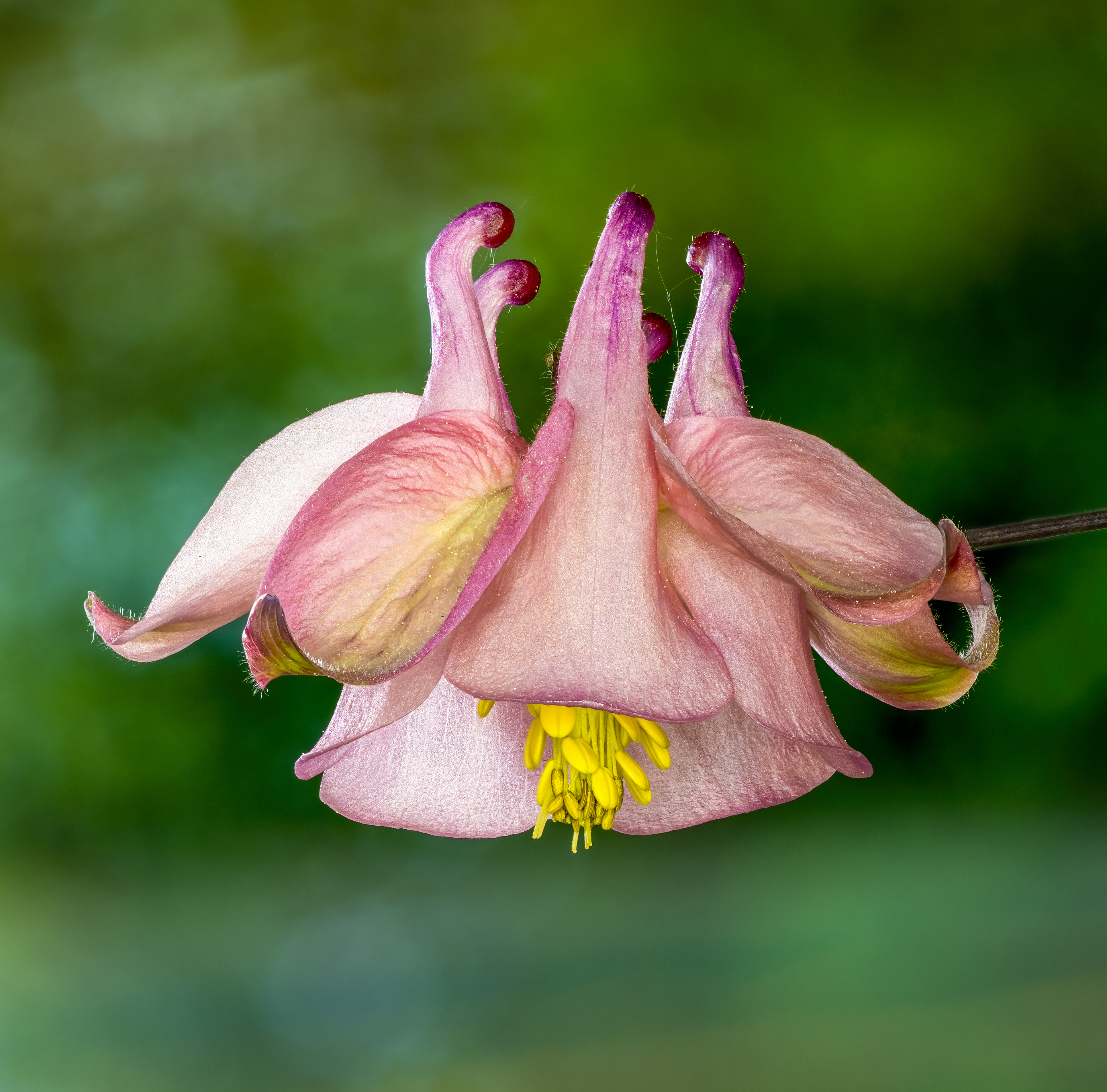 Columbine flower
