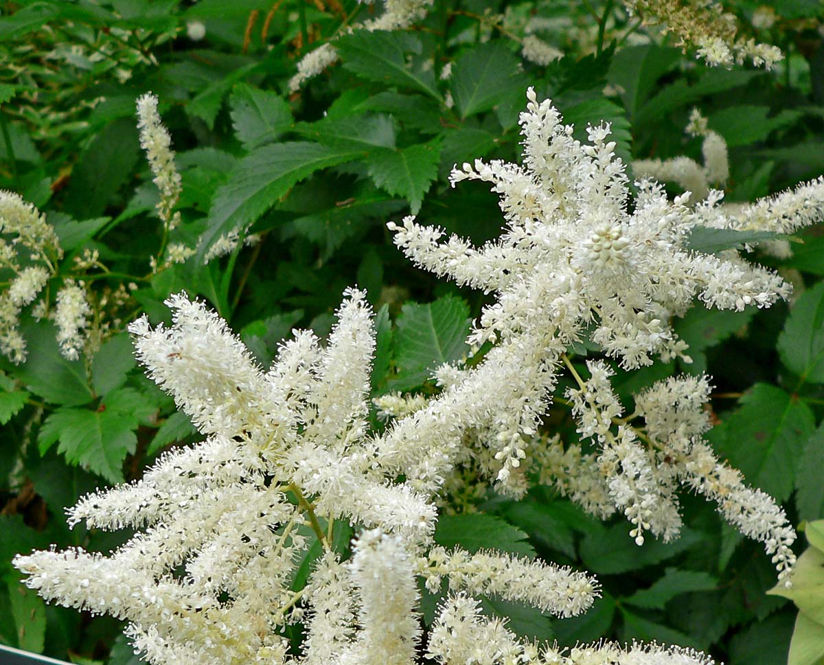Astilbe arendsii 'Bumalda' aux plumeaux rouges — Cephas / Wikimedia Commons, CC BY-SA 4.0