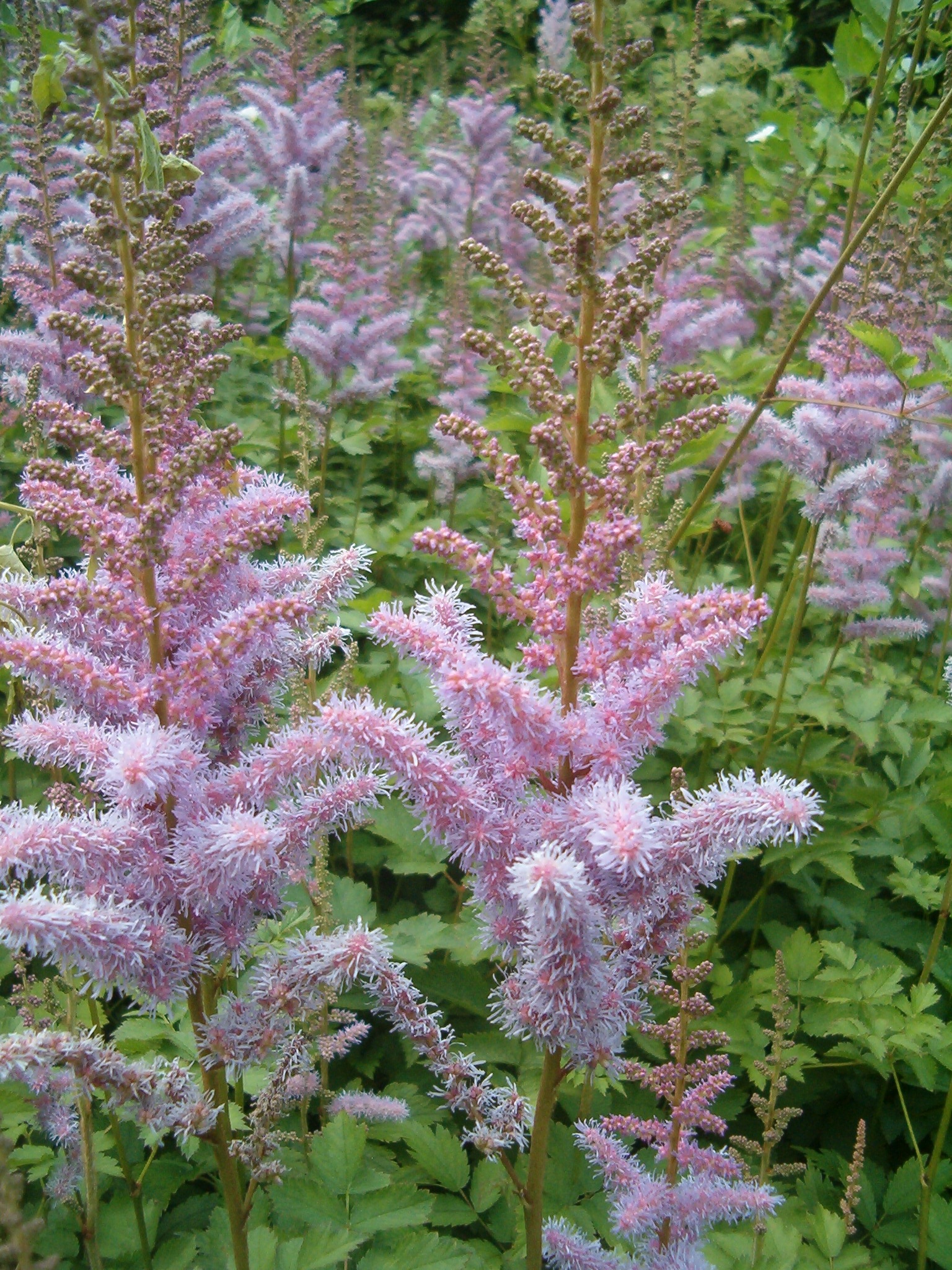 Astilbe chinensis en pleine floraison — Bot. Garten Bln / Wikimedia Commons, CC BY-SA 3.0