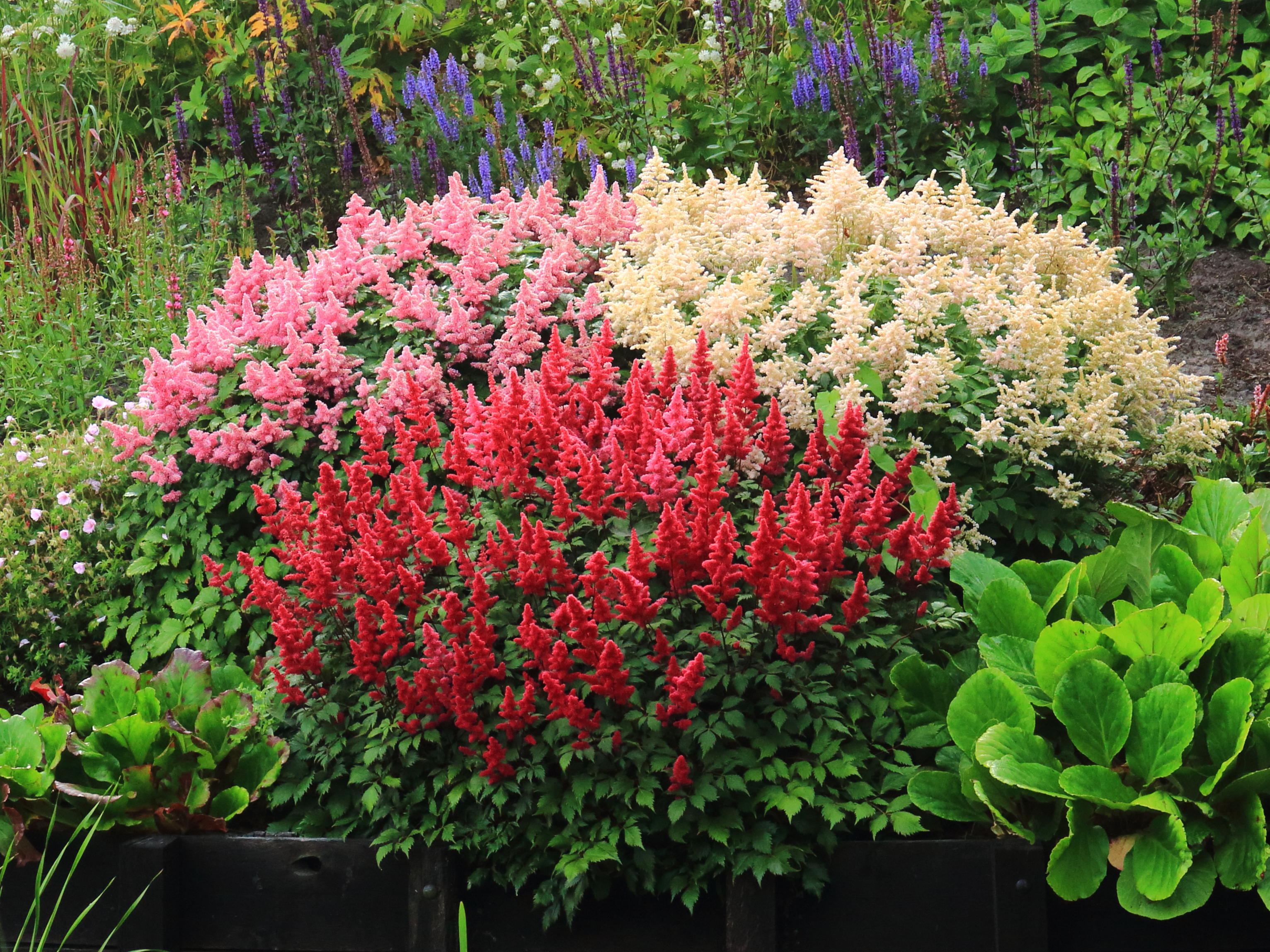 Astilbe en pleine floraison — Tuinreservaat Jonkervallei / Wikimedia Commons, Public Domain