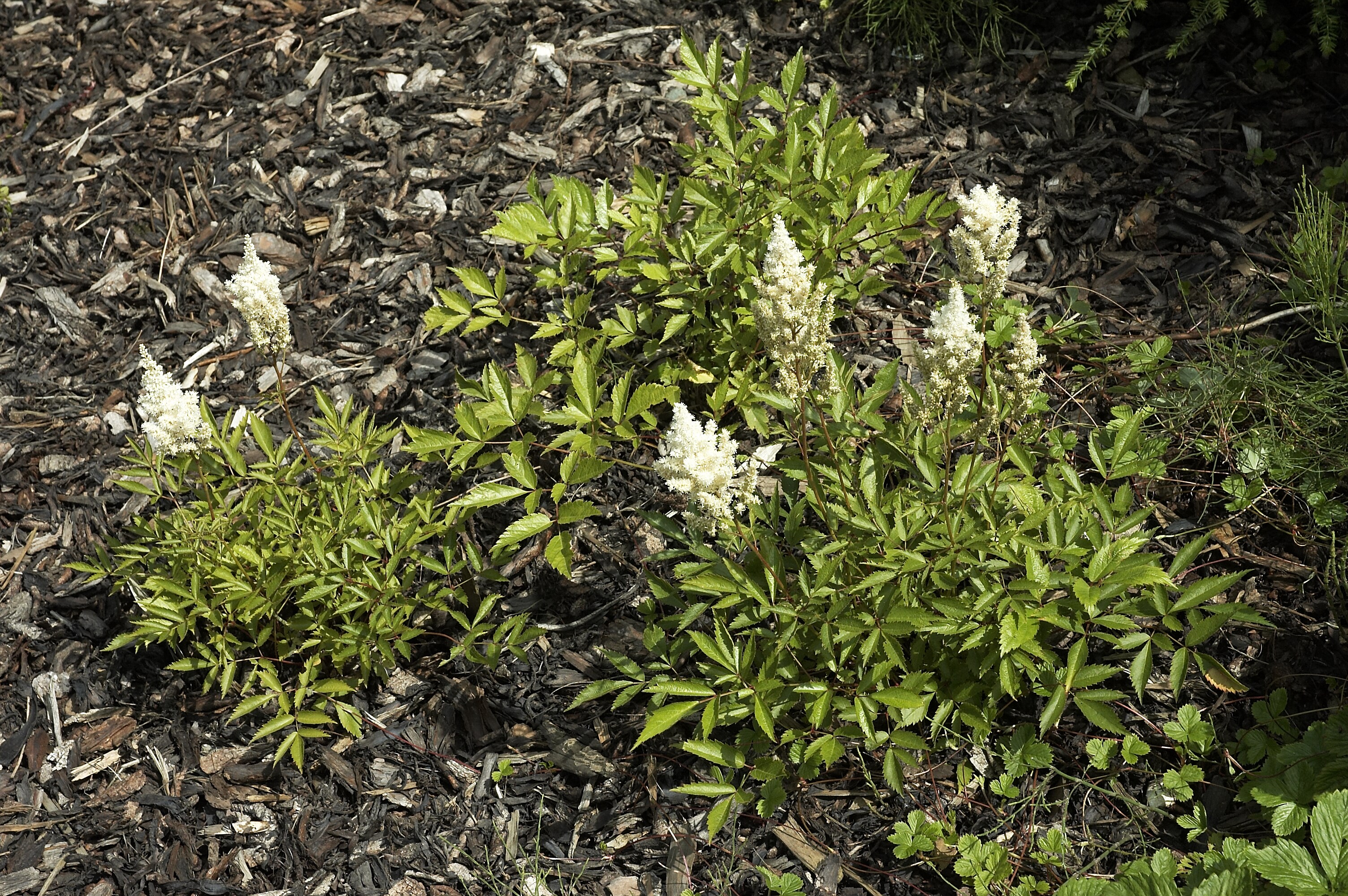 Astilbe japonica 'Deutschland' aux inflorescences blanches — Wouter Hagens / Wikimedia Commons, CC BY-SA 3.0