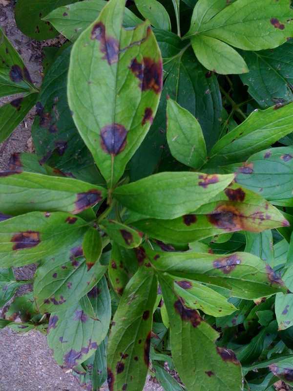 Symptômes de Botrytis cinerea sur tige de pivoine