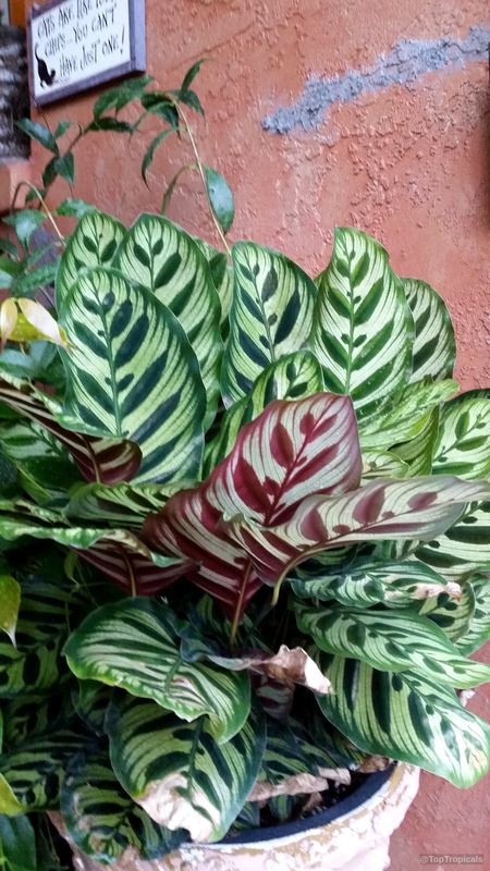 calathea