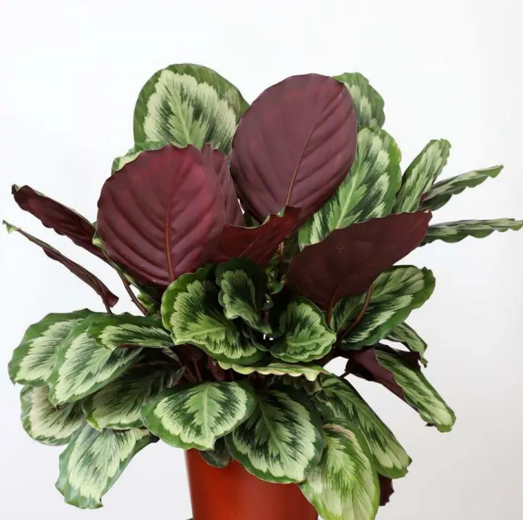 calathea