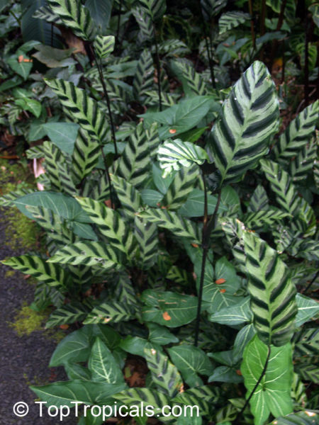 calathea