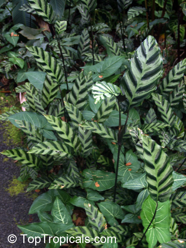calathea