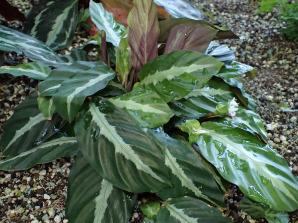 calathea
