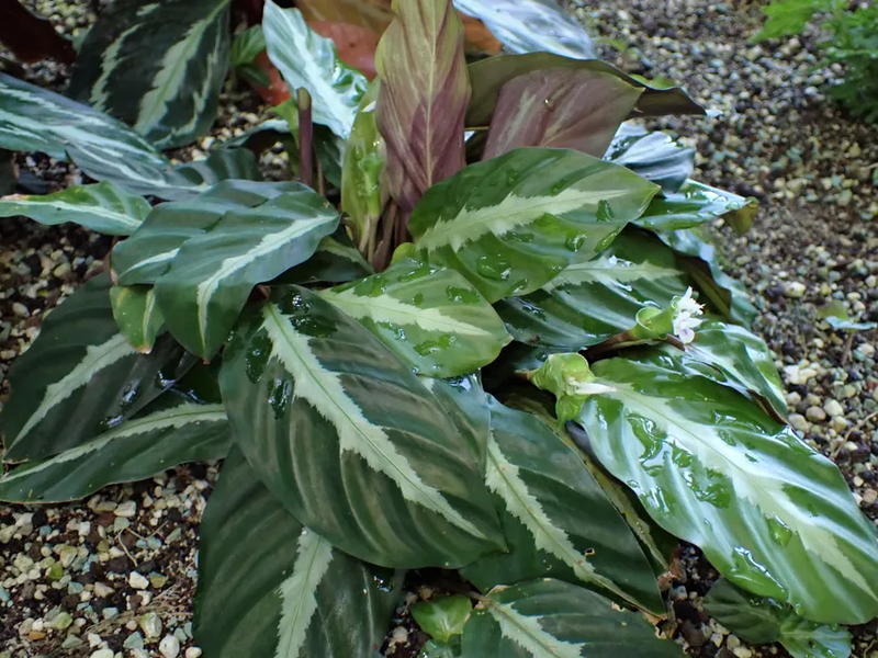 calathea
