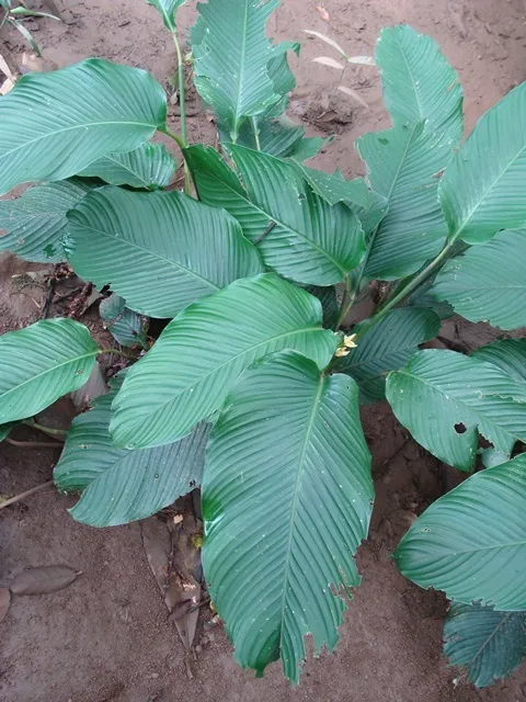 calathea
