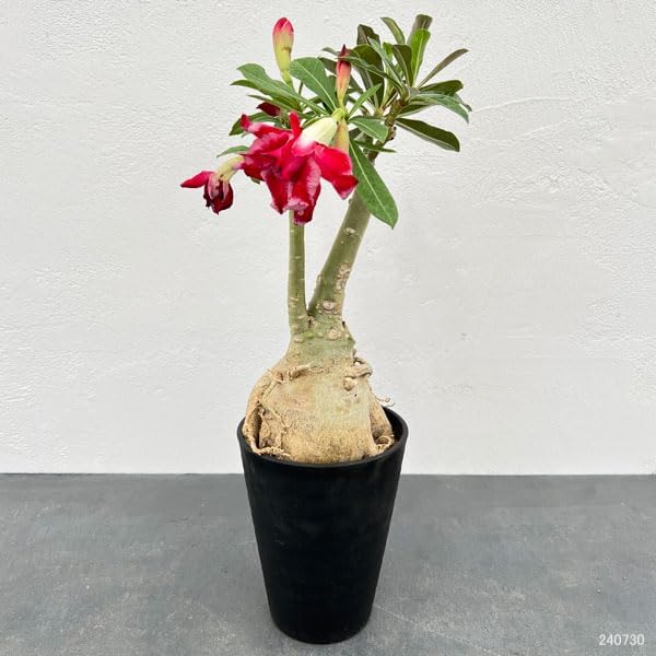 Caudex d'Adenium obesum
