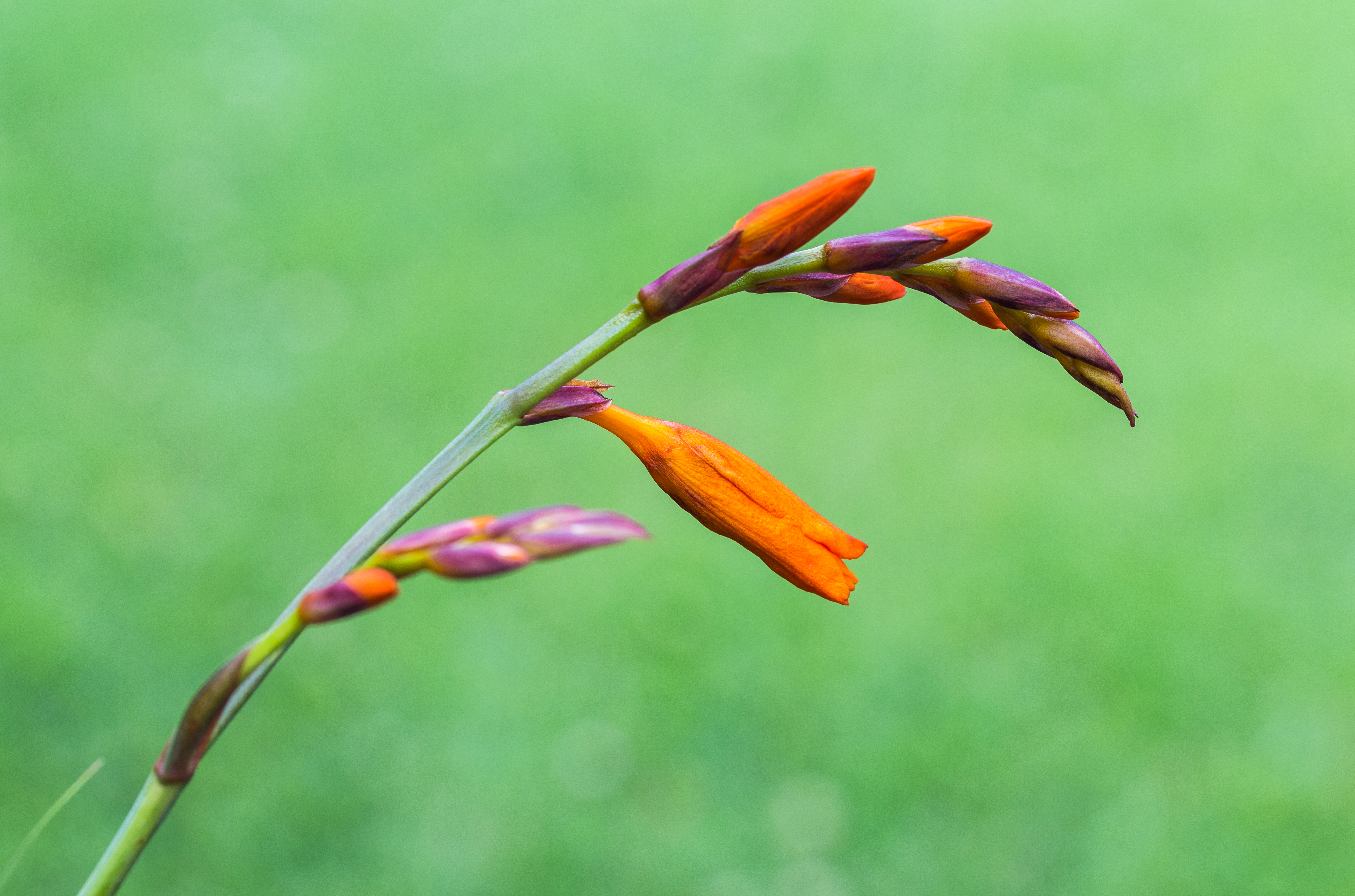 Crocosmia 'Lucifer'