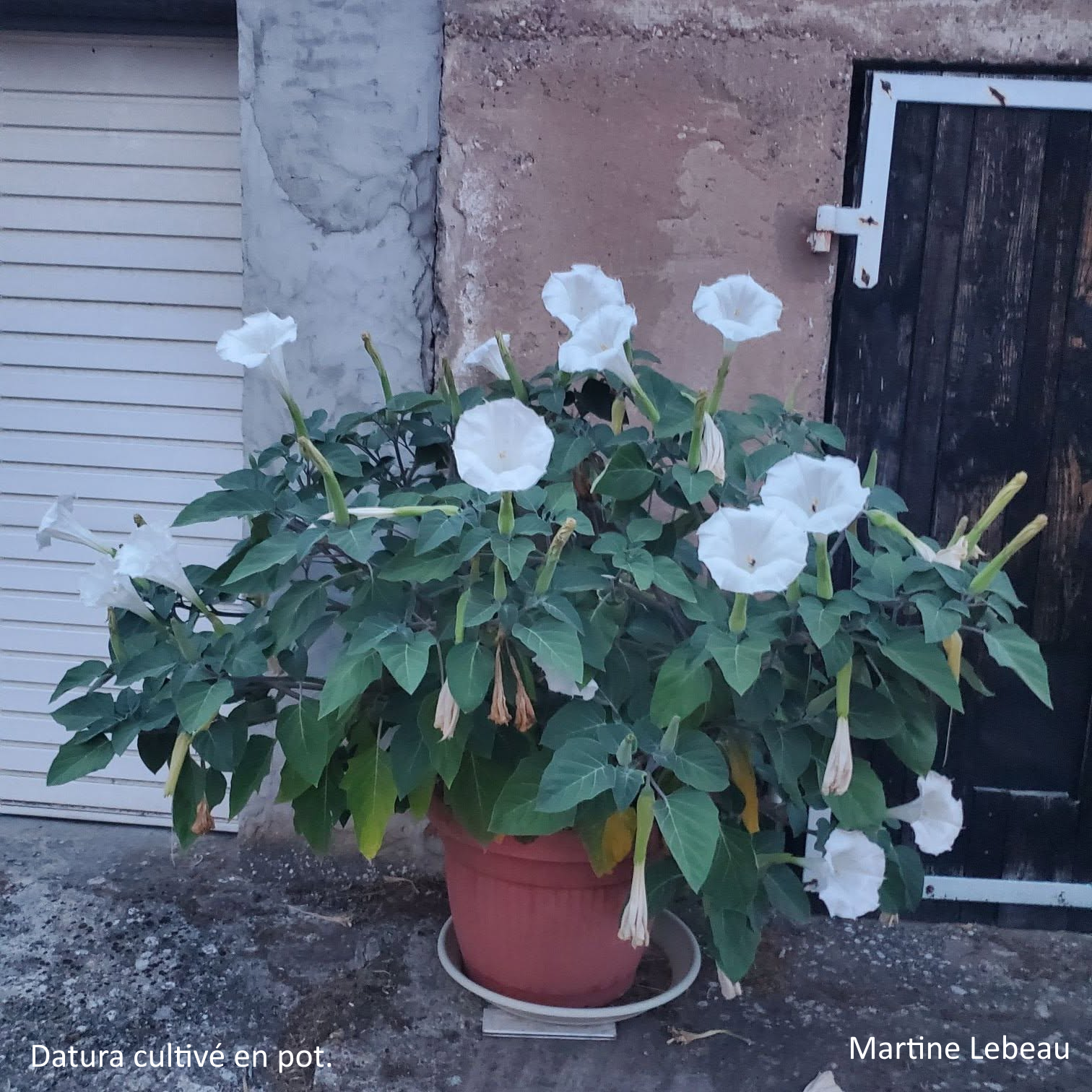 datura en pot