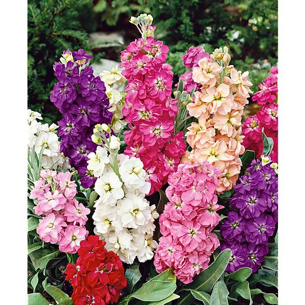Inflorescence de Matthiola incana