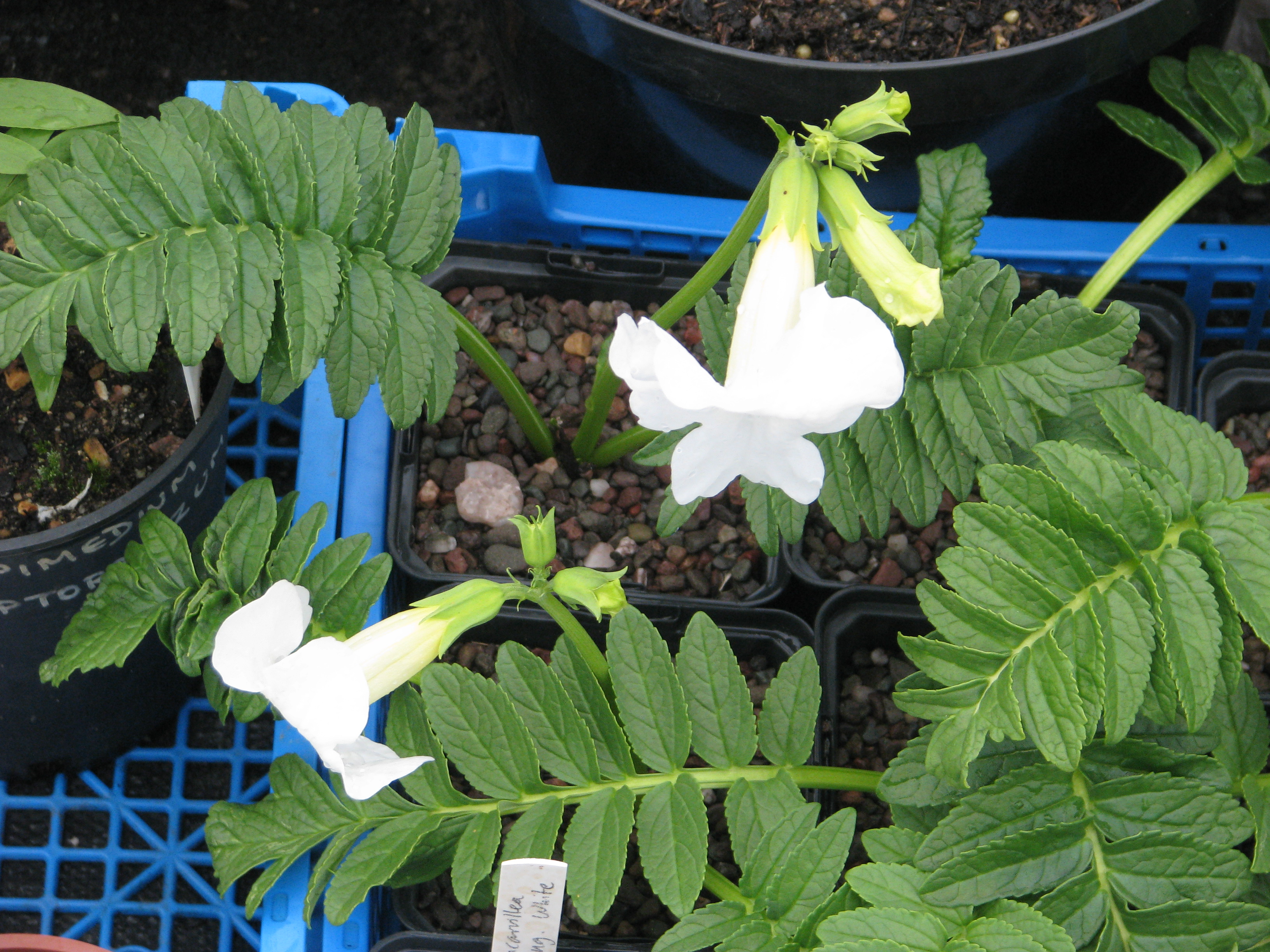Incarvillea delavayi alba (cultivar blanc) — peganum, Wikimedia Commons CC BY-SA 2.0