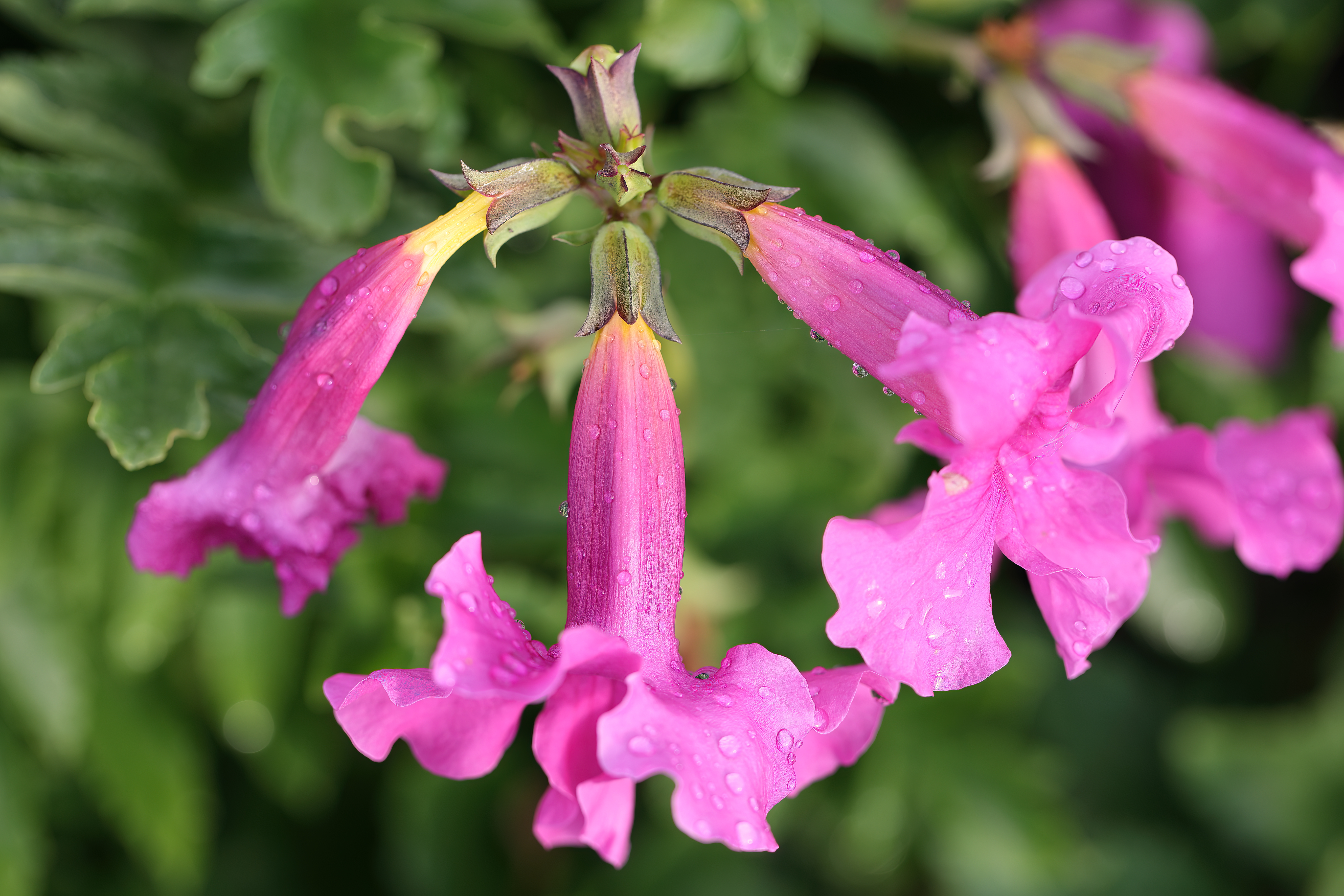 Incarvillea delavayi en pleine floraison — Cephas / Wikimedia Commons, CC BY-SA 4.0